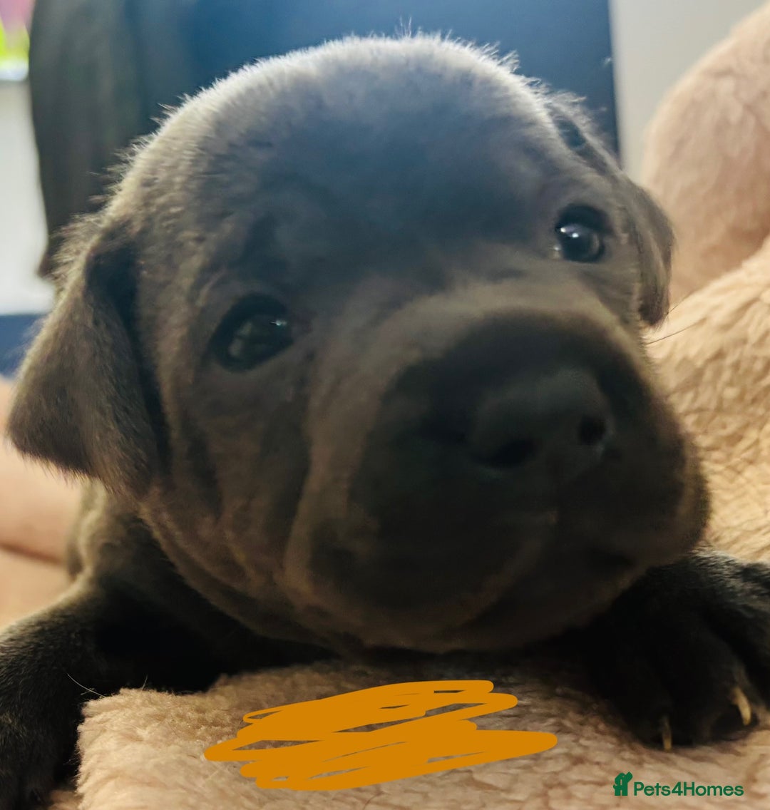 Staffordshire Bull Terrier dogs for sale: KC Registered Blue Staffordshire bull terrier - Image 26