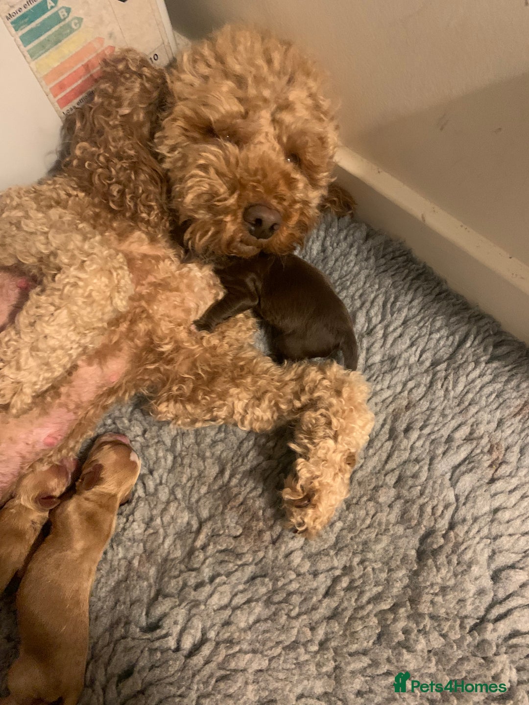 Cockapoo dogs for sale: Cockapoo F1b - Advert 9