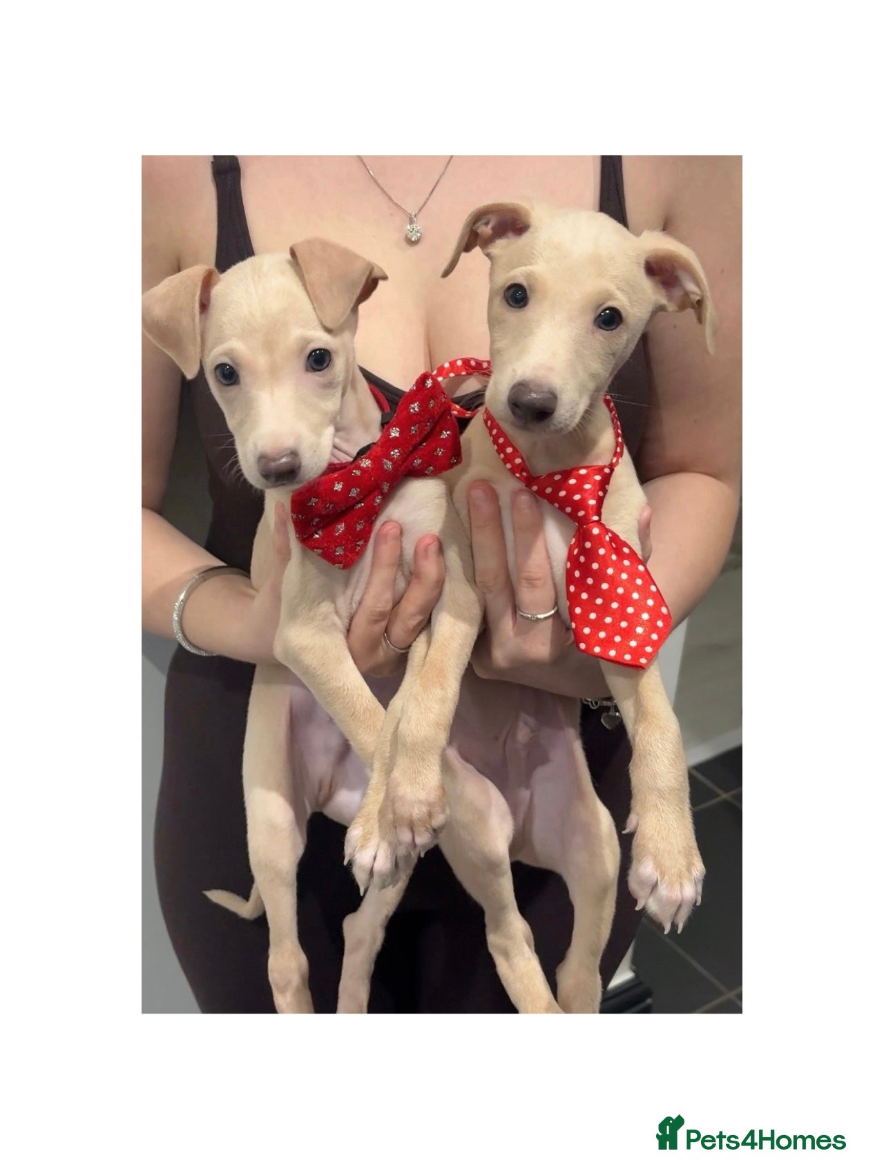 Italian Greyhound dogs Gorgeous KC Italian Greyhound Puppies - Advert 12