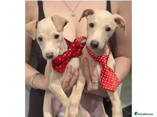 Italian Greyhound dogs Gorgeous KC Italian Greyhound Puppies - Advert 12
