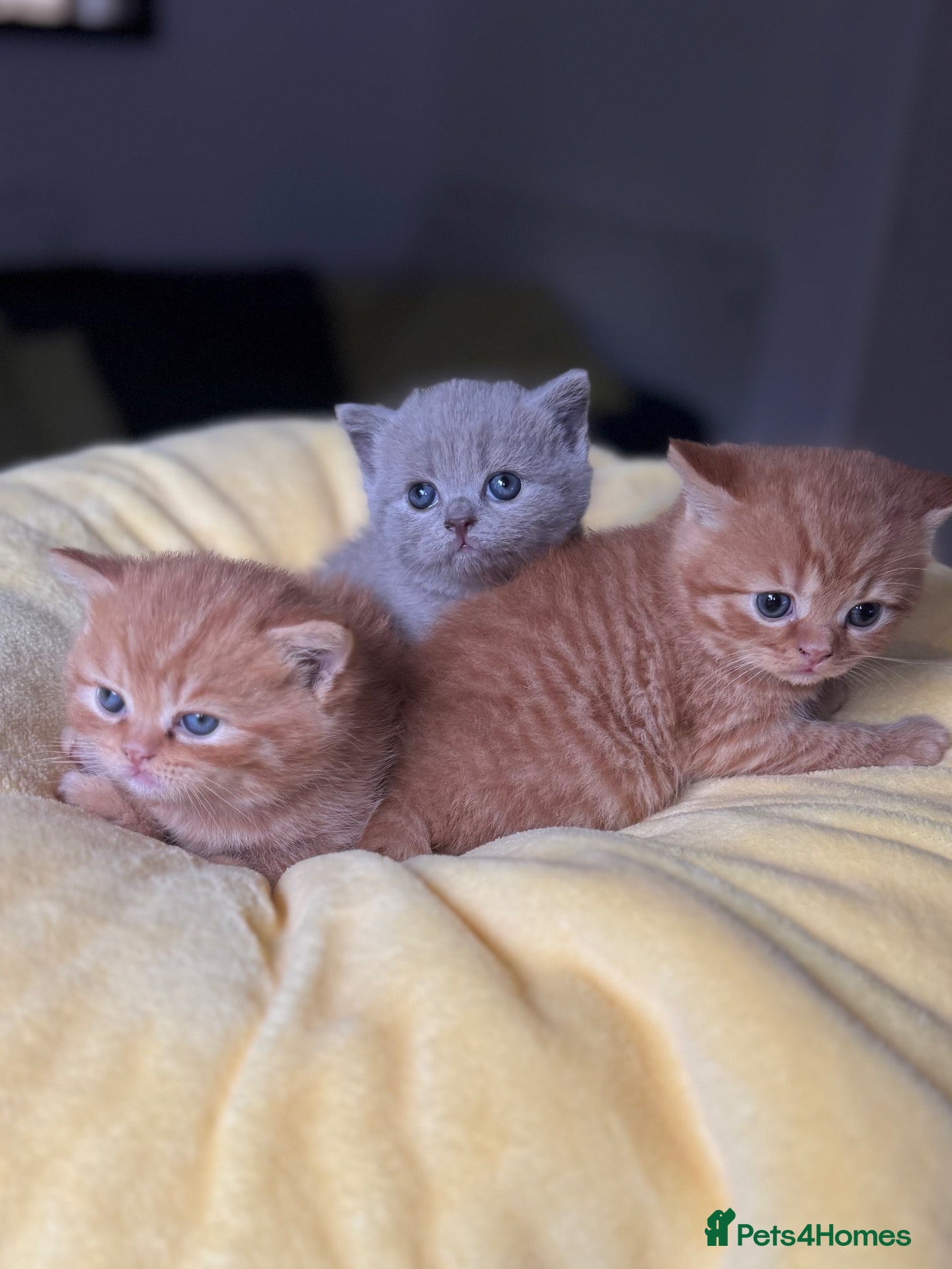 British Shorthair cats 🇬🇧⭐️RED, ❤️LILAC💜 BSH✅ TICA reg, - Advert 1