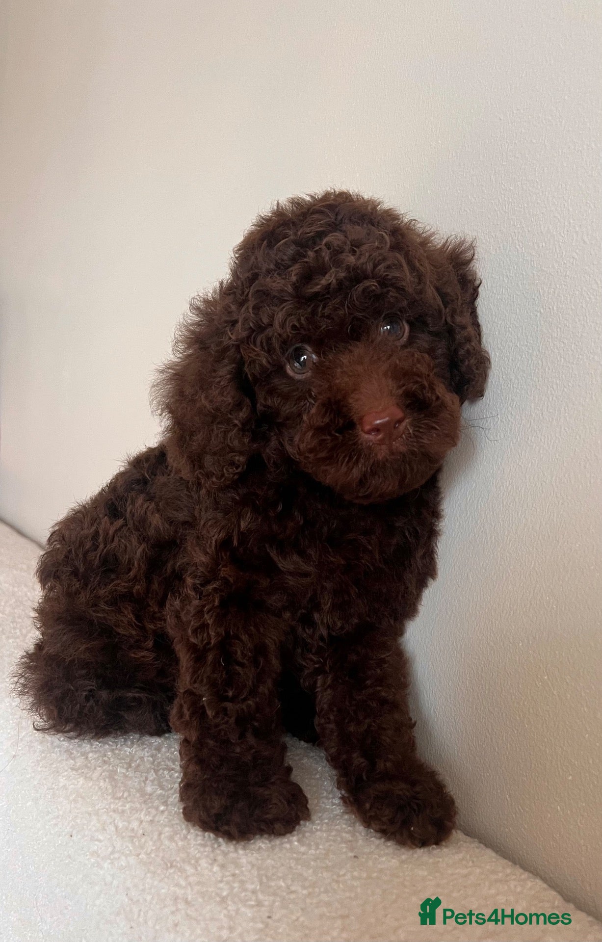 Miniature Poodle dogs 🤎 BEAUTIFUL CHOCOLATE MINIATURE POODLE BOYS 🤎 - Advert 5
