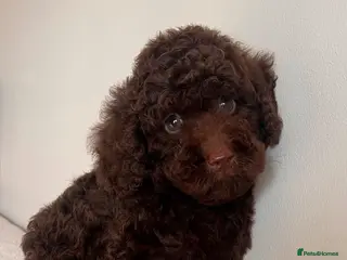 Miniature Poodle dogs 🤎 BEAUTIFUL CHOCOLATE MINIATURE POODLE BOYS 🤎 - Advert 5