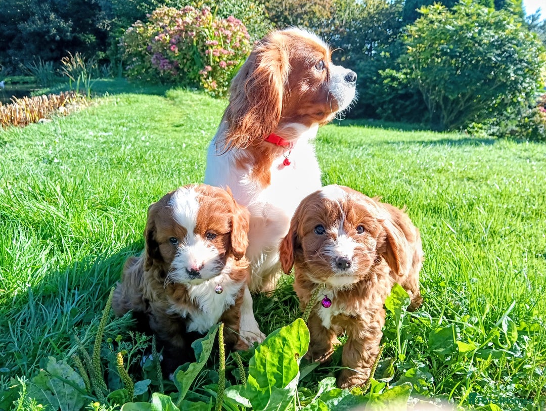 Cavapoo dogs for sale: Scrumptious Cavapoo puppies- Dad PRA tested - Image 3