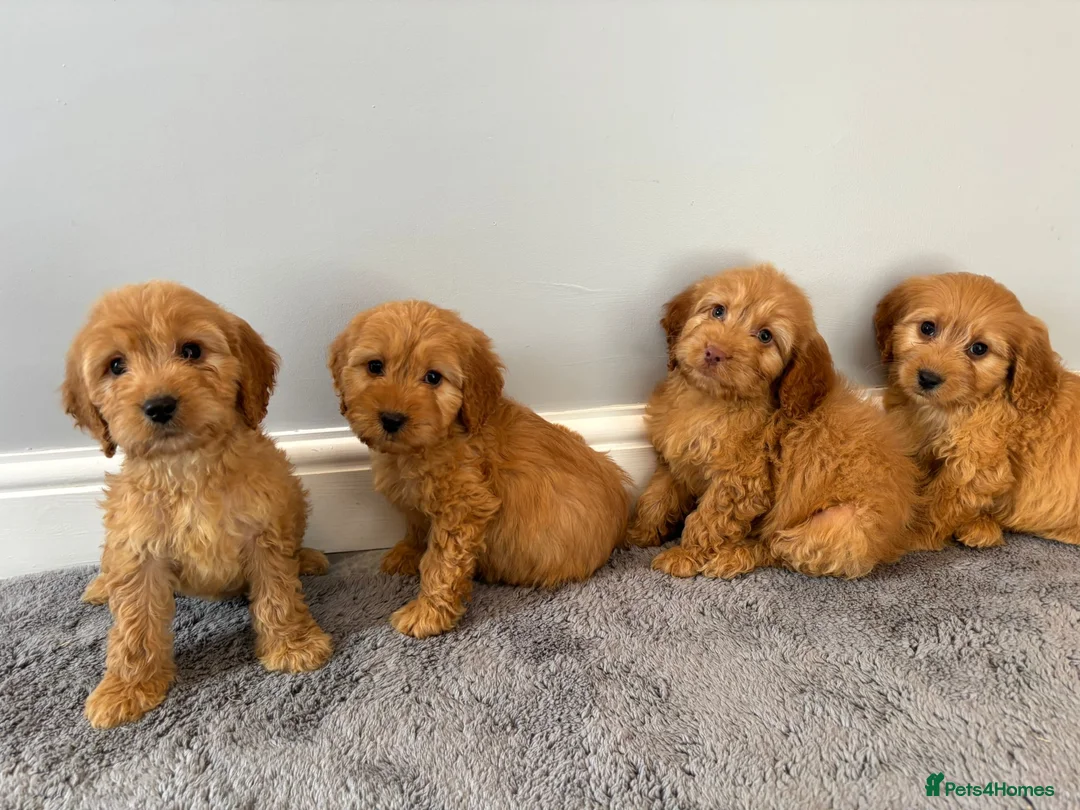 Cockapoo dogs for sale: Cockapoo puppies ready now  - Advert 3