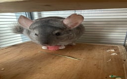 Chinchilla rodents for sale: Lovely male chinchilla for sale  - Image 7