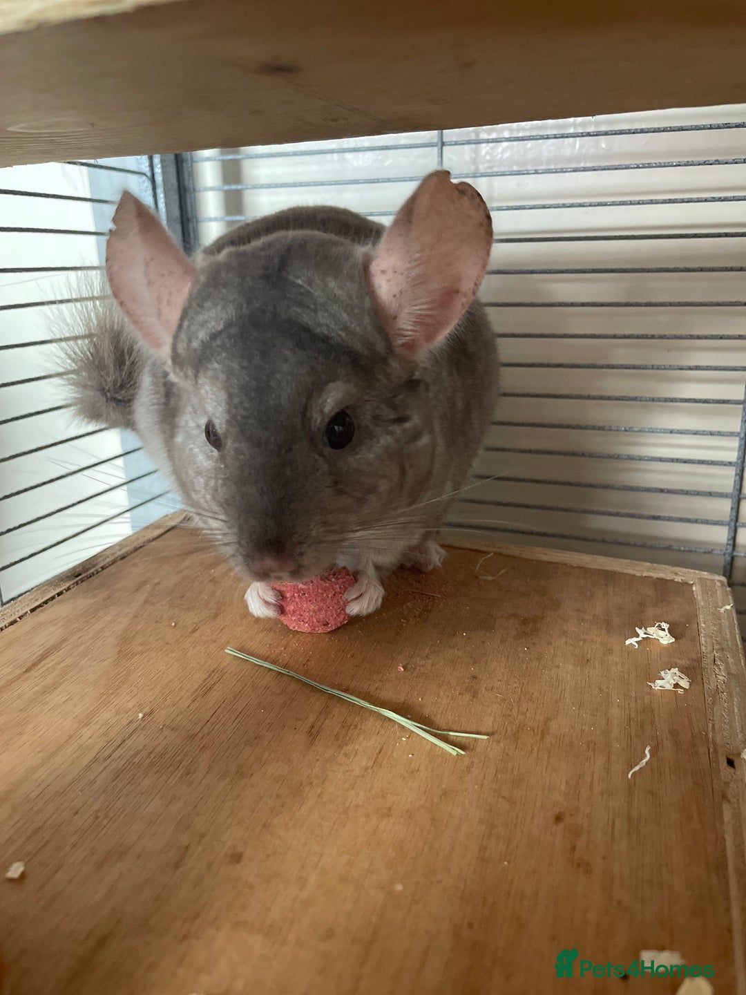 Chinchilla rodents for sale: Lovely male chinchilla for sale  - Image 7