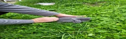 Mini Lop rabbits for sale: Beautiful mini lops - Advert 12