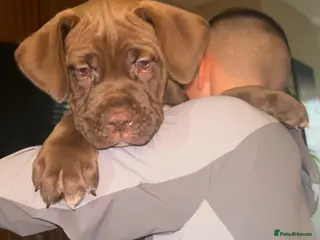 Mixed Breed dogs North American mastiff X boerboel - Advert 1