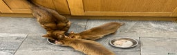 Abyssinian cats for sale: Abyssinian boy available INDOOR HOME ONLY - Advert 4