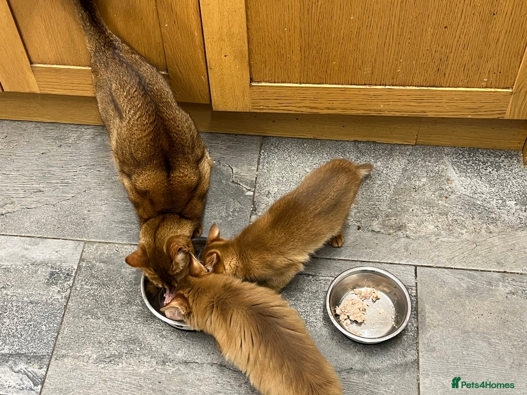 Abyssinian cats for sale: Abyssinian boy available INDOOR HOME ONLY - Advert 4