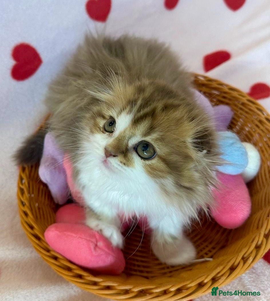 Scottish Fold cats beautiful british long hair scottish fold kitten  - Advert 11