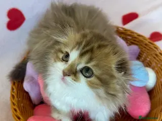 Scottish Fold cats beautiful british long hair scottish fold kitten - Advert 11