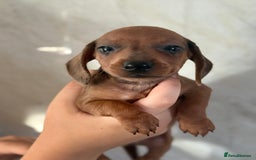 Miniature Dachshund dogs for sale: ⭐️Beautiful litter Of Rainbow Dachshund Puppies⭐️ - Image 27