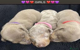 Miniature Dachshund dogs for sale: 🌟QUALITY KC REG & PRA CLR MINIATURE DACHSHUNDS🌟 - Image 8