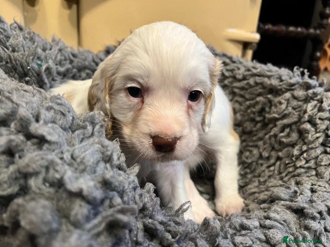 Clumber Spaniel dogs for sale: Beautiful Hybrid Clumber pups available  - Image 10