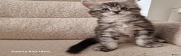 Maine Coon cats for sale: Pure Maine coon kittens - Advert 5