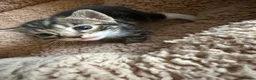 Mixed Breed cats for sale: Tabby kittens - Advert 8