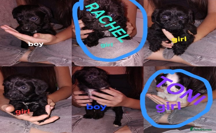 Jackapoo dogs - Advert 1