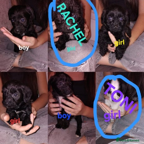 Jackapoo dogs - Advert 1