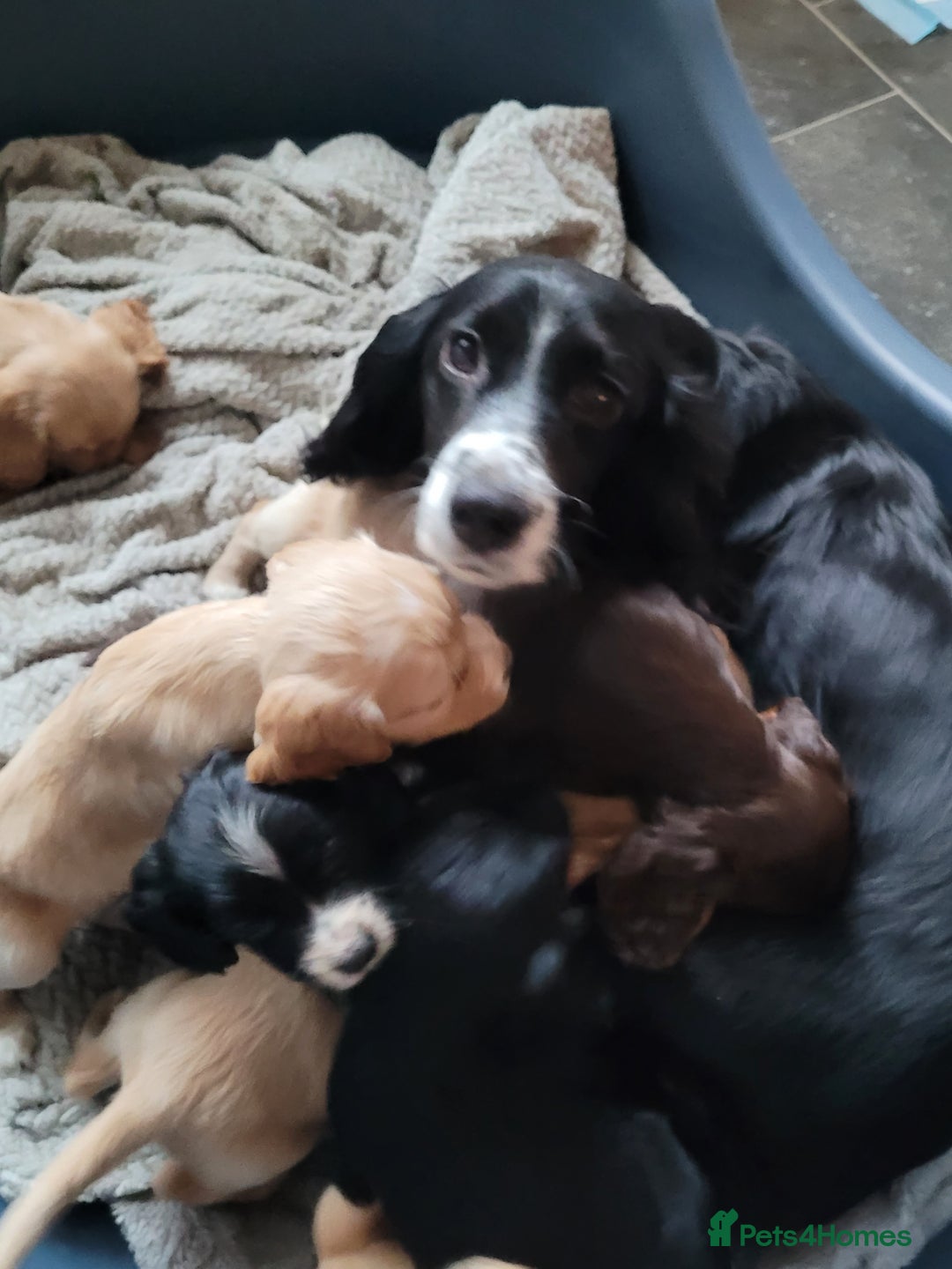 Cocker Spaniel dogs for sale: KC registered Working Cocker Spaniel puppies.  - Advert 1