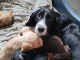 Cocker Spaniel dogs KC registered Working Cocker Spaniel puppies. - Advert 14