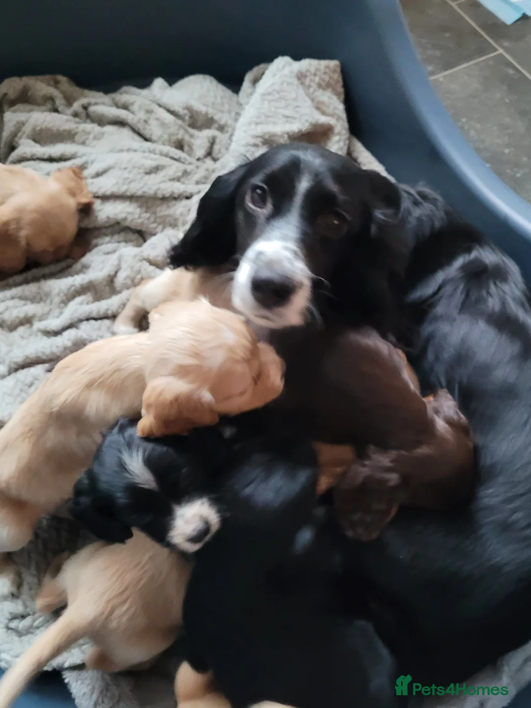Cocker Spaniel dogs for sale: KC registered Working Cocker Spaniel puppies.  - Advert 1