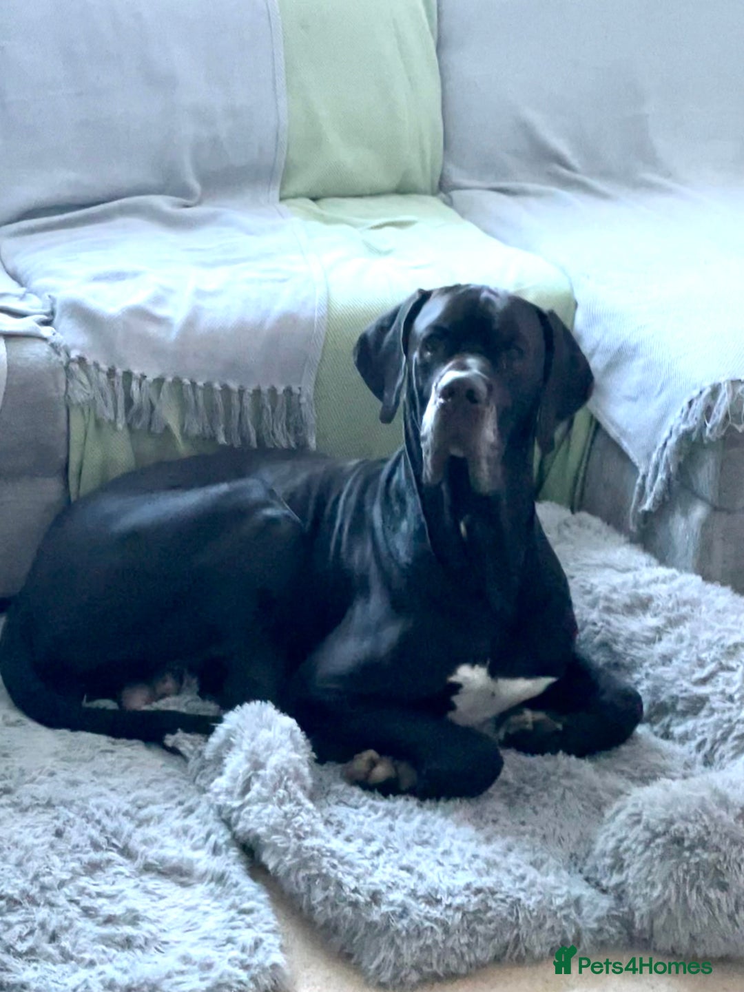 Great Dane dogs for stud: Free Stud BUT Will take a Puppy of Choice Instead in Huntly - Advert 7