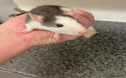 Rat rodents for sale: Young rats - Image 2
