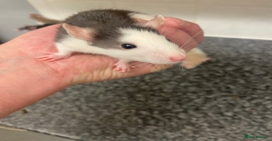 Rat rodents - Advert 3