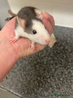 Rat rodents - Advert 3