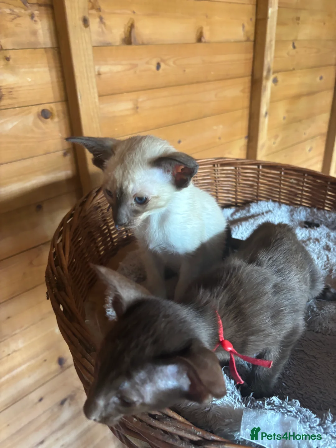 Oriental cats for sale: Oriental and Siamese - Advert 4