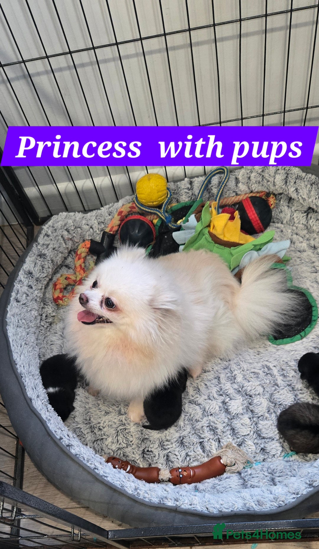 Pomeranian dogs for sale: Pretty Pomeranians  - Advert 10
