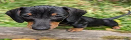 Dachshund dogs for sale: Gorgeous sausage dog puppies  - Advert 15
