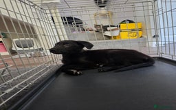 Mixed Breed dogs for sale: Beautiful black Belgain Malinois X Labrador  - Image 15