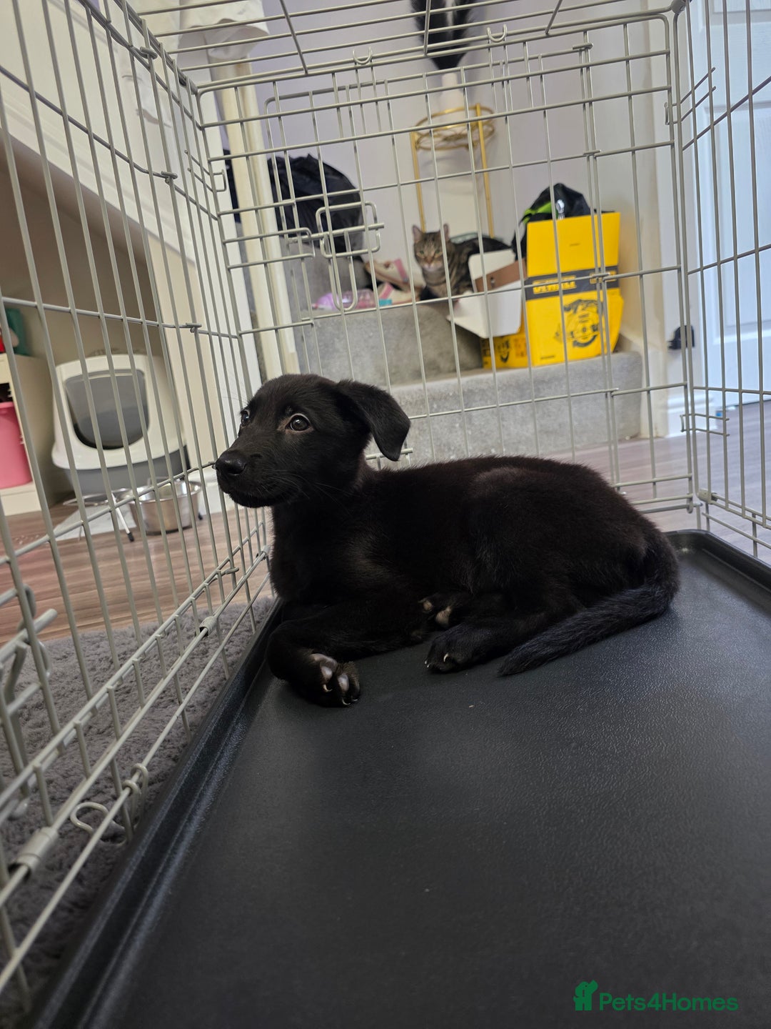 Mixed Breed dogs for sale: Beautiful black Belgain Malinois X Labrador  - Image 15