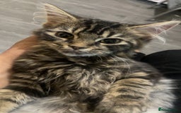 Siberian cats for sale: tabby cat - Image 5
