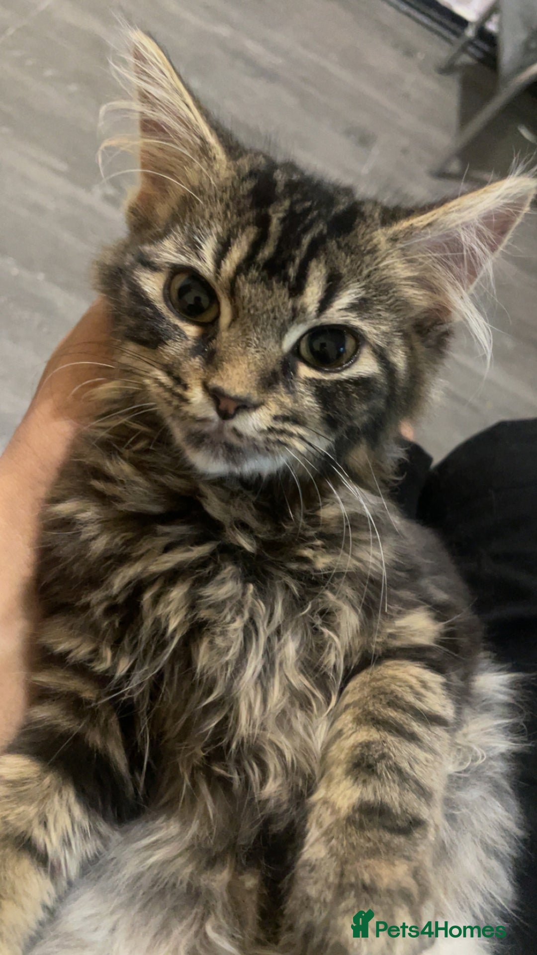 Siberian cats for sale: tabby cat - Image 5