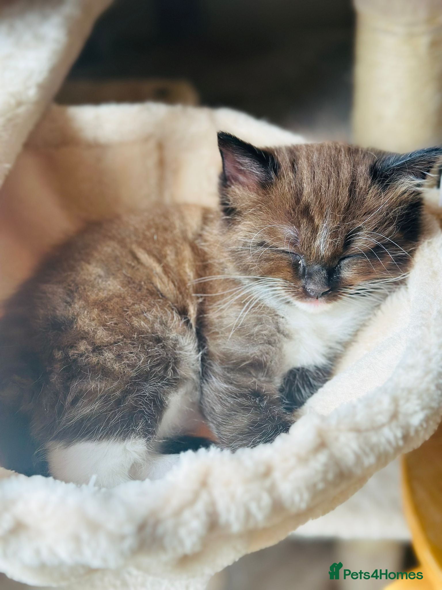 Ragdoll cats CINNAMON BROWN SIAMESE-RAGDOLLS 🧸🐻🤎 - Advert 8