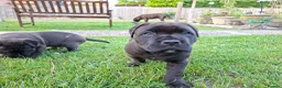 Mixed Breed dogs for sale: American bulldog cross doge de bordeaux  in Newbury - Advert 9