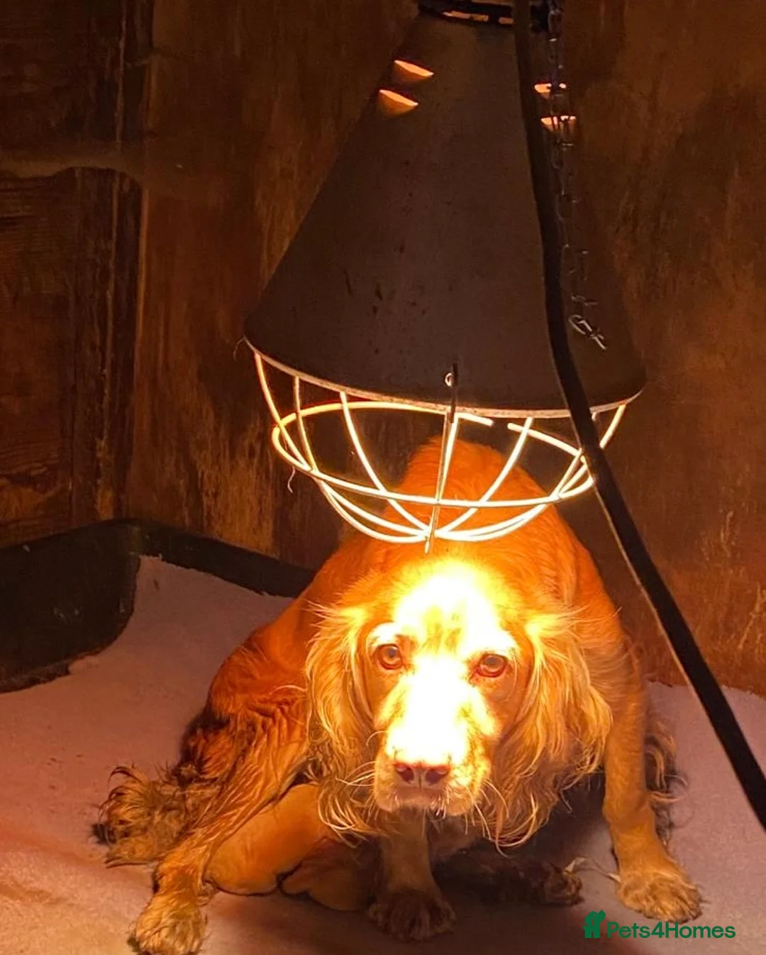 Cocker Spaniel dogs for sale: Working type cocker spaniel puppys - Advert 34