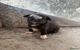 Chihuahua dogs for sale: Exquisite Chihuahua puppies ready now  - Image 12