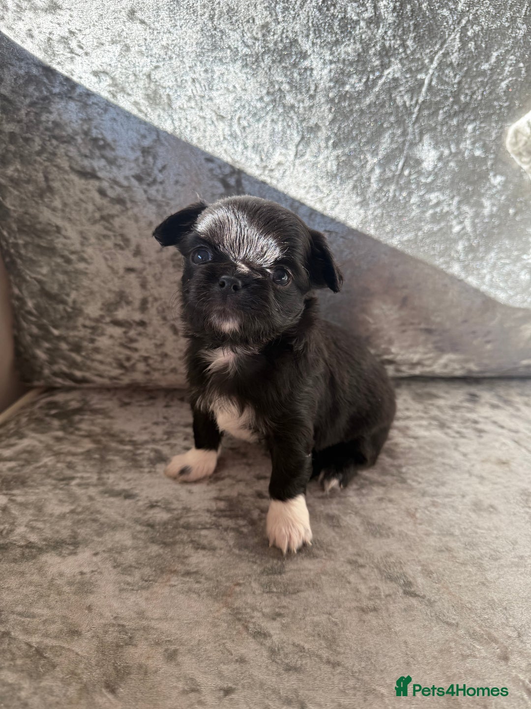 Chihuahua dogs for sale: Exquisite Chihuahua puppies ready now  - Image 12