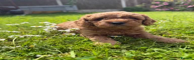 Cockapoo Puppy 5