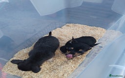 Chihuahua dogs for sale: 3 beautiful chihuahua puppies - Image 13