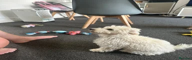 Cockapoo 2