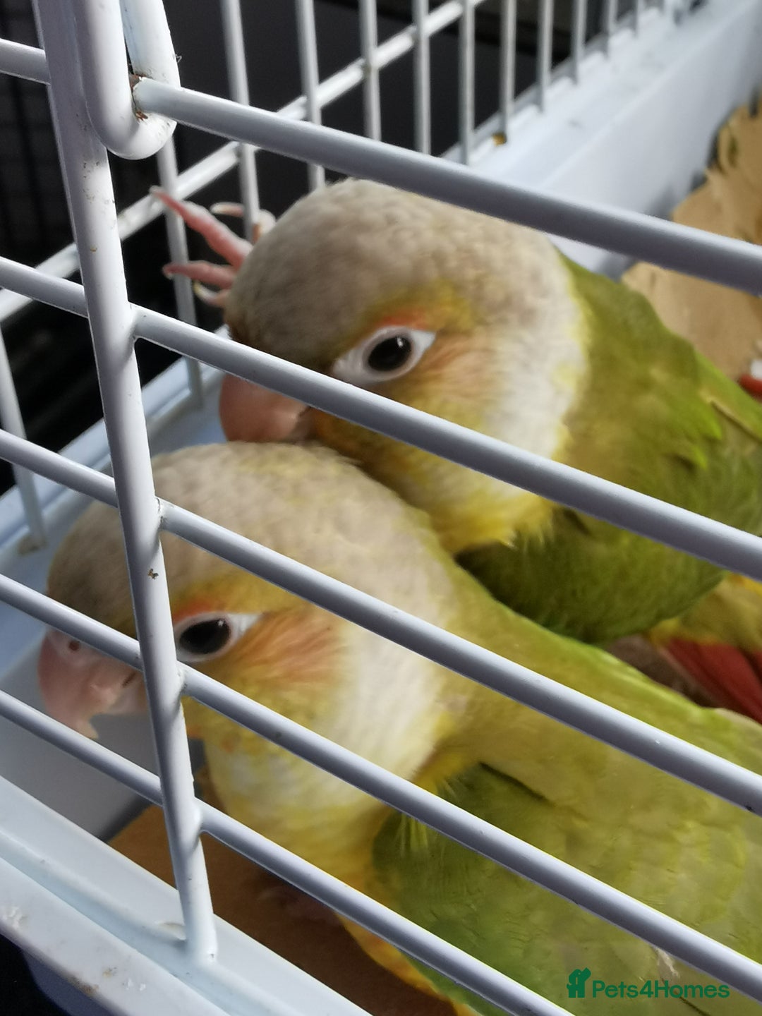 Conures birds for sale: 3 baby conures for sale - Image 6