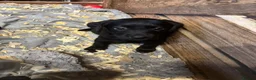 Labrador Retriever dogs for sale: Labrador Puppies in Shrewsbury - Advert 8