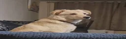 Mixed Breed dogs for adoption: Meet Taffy, currently residing in Buckinghamshire  in Milton Keynes - Advert 6