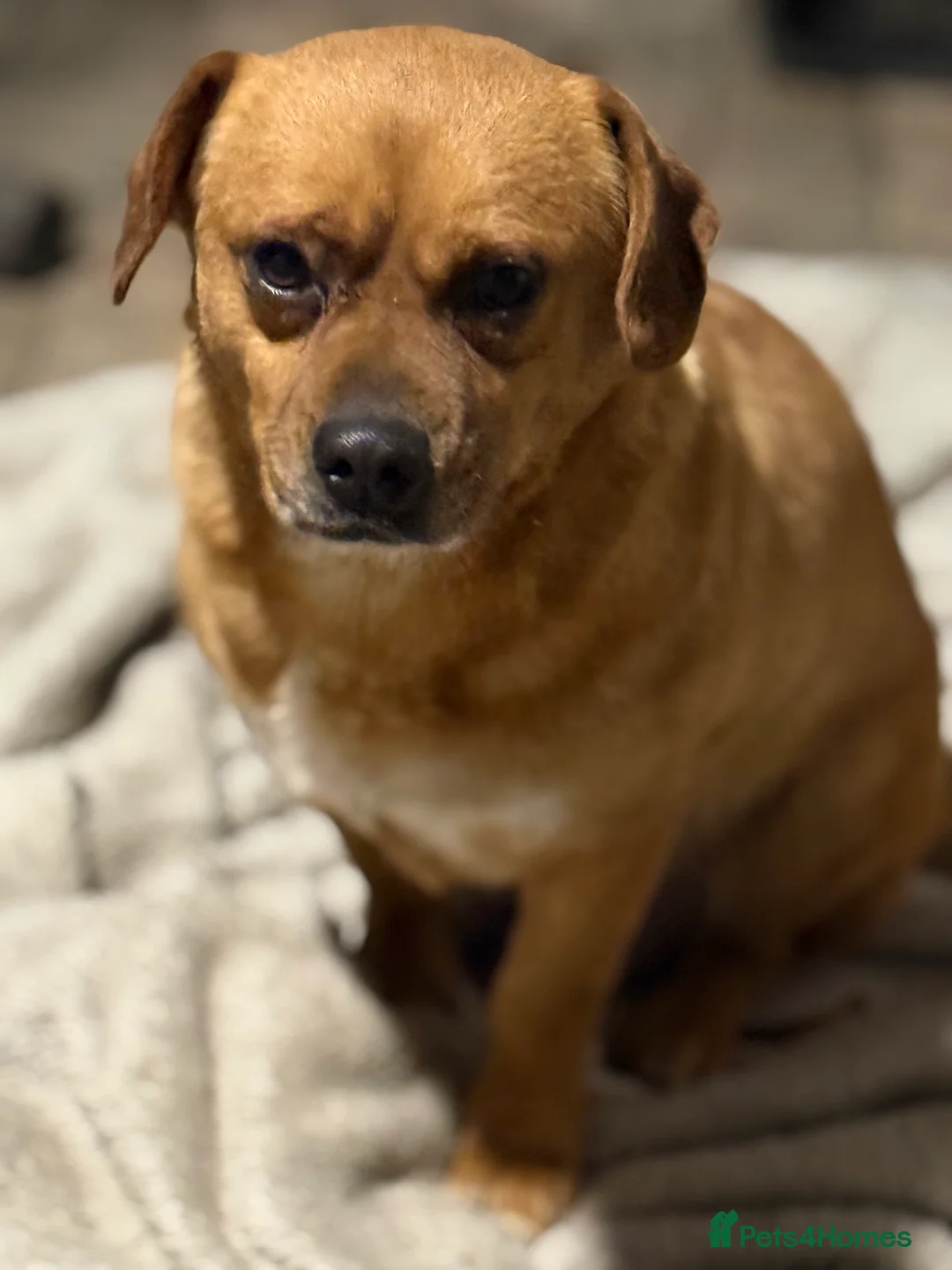 Mixed Breed dogs for adoption: Richie Looking For a Family  - Advert 9